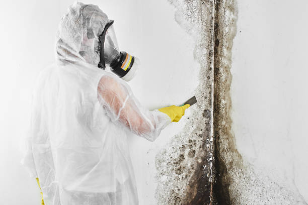 Best Emergency Mold Removal  in Towanda, KS