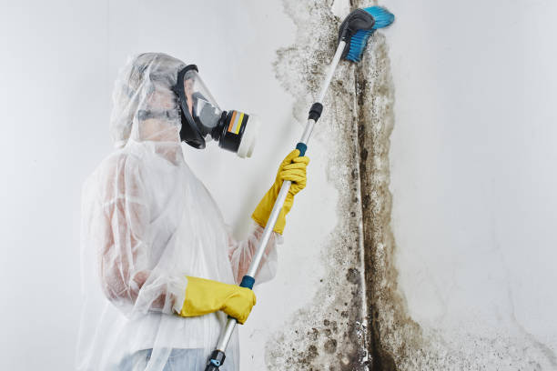 Best Best Mold Removal Companies  in Towanda, KS