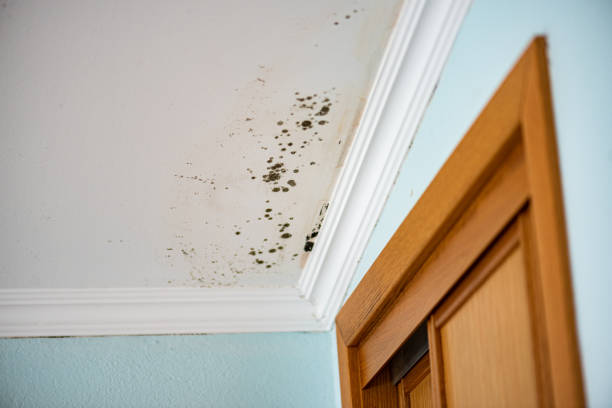 Best Emergency Mold Removal  in Towanda, KS