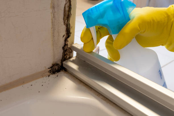 Best Black Mold Removal  in Towanda, KS