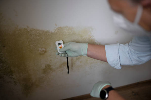 Best Affordable Mold Removal  in Towanda, KS