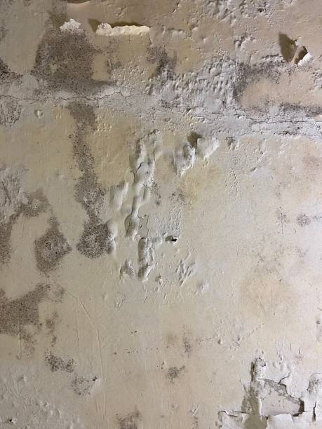 Certified Mold Removal in Towanda, KS