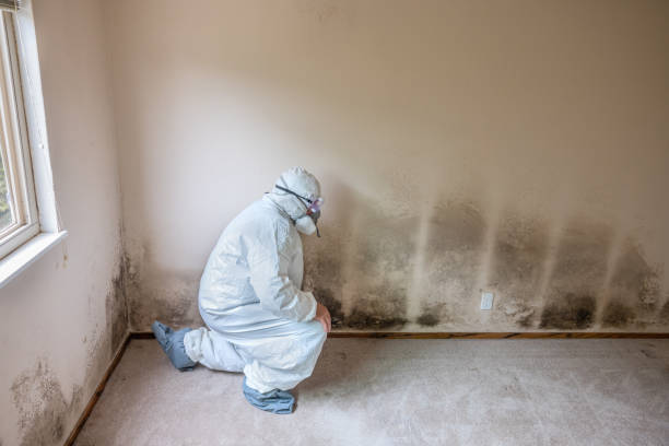 Best Mold Remediation  in Towanda, KS