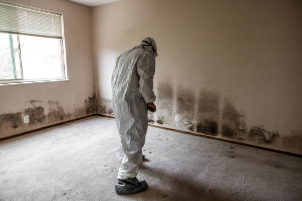 Best Professional Mold Removal  in Towanda, KS