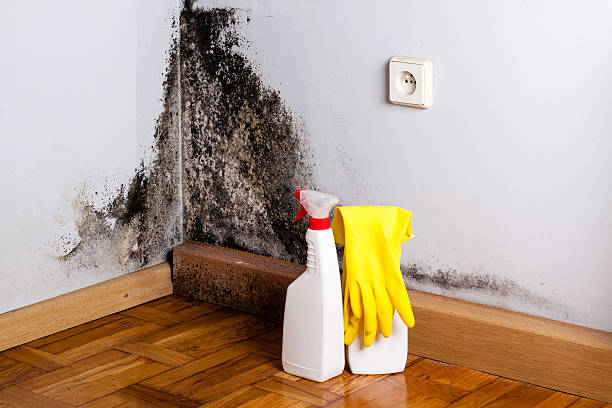 Best Same-Day Mold Removal  in Towanda, KS