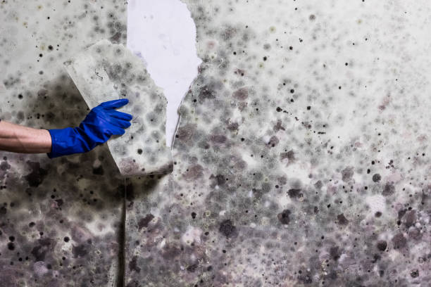 Best Mold Damage Repair  in Towanda, KS