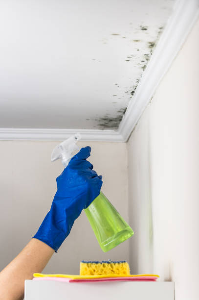 Best Water Damage Restoration  in Towanda, KS