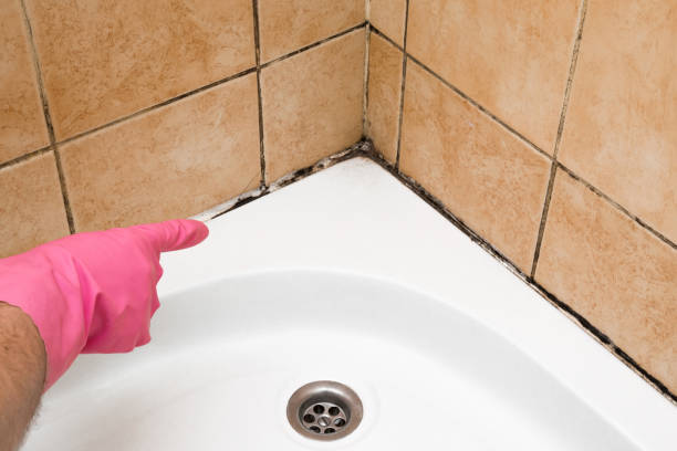 Best Mold Testing  in Towanda, KS