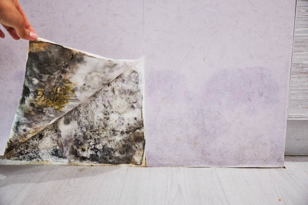 Best Office Mold Removal Services  in Towanda, KS